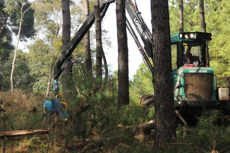industria de la madera
